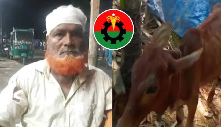 চুরি হওয়া গরু মিলল বিএনপি নেতার গোয়ালঘরে
