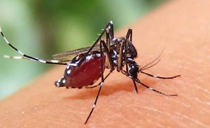 চলতি বছরে ডেঙ্গুতে মৃত্যু ২৫০, আক্রান্ত ছাড়াল ৮০ হাজার