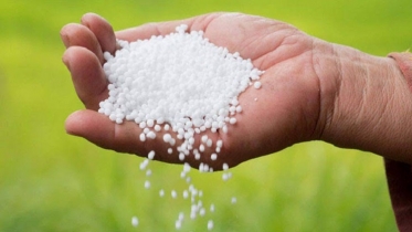 বেশি দাম দিলে মিলছে সার, বিপাকে কৃষক