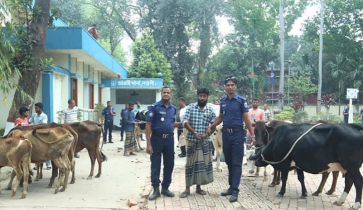 চোরের তথ্যে গরু মিলল বিএনপি নেতার গোয়ালে, চুরির ১৩টি গরু উদ্ধার