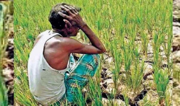 সারের সংকটের পর ডিজেল, বড় পরীক্ষায় চাষিরা সারের সংকটের পর ডিজেল, বড় পরীক্ষায় চাষিরা